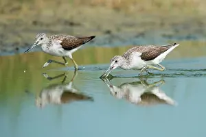 Nebularia: Common Greenshank