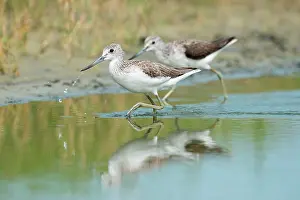 Nebularia: Common Greenshank