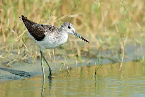Nebularia: Common Greenshank