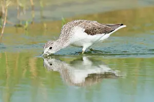 Nebularia: Common Greenshank