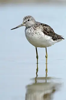 Tringa: Common Greenshank