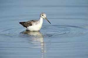 Tringa: Common Greenshank