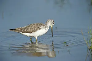 Tringa: Common Greenshank