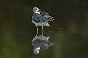 Tringa: Common Greenshank