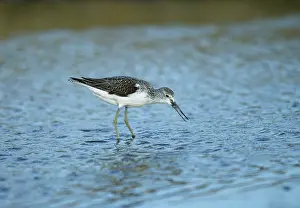 Nebularia: Common Greenshank - Feeding