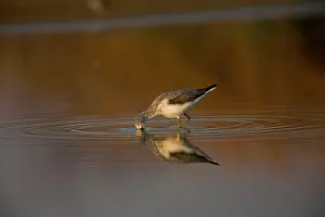 Nebularia: Common Greenshank feeding