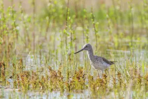 Nebularia: Common Greenshank in marsh
