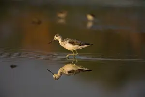 Nebularia: Common Greenshank reflected at dawn