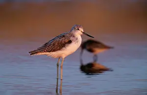Nebularia: Common Greenshank - standing in water