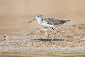 September: Common Greenshank (Tringa nebularia) foraging