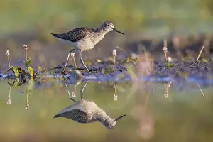 Eastern Europe: Common Greenshank (Tringa nebularia) foraging
