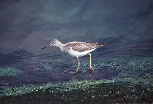 Greenshanks: Common Greenshank - wading through water