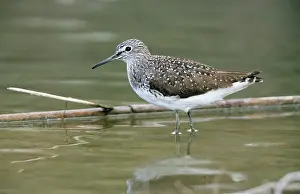 Nebularia: Common Greenshank - In winter plumage