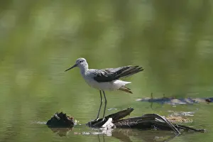Keeling: Common Greenshank - in winter plumage, preening