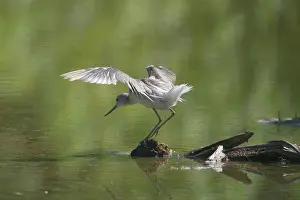 Keeling: Common Greenshank - in winter plumage, preening