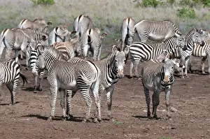 Grevy: Common and Grevy's Zebras (Equus quagga