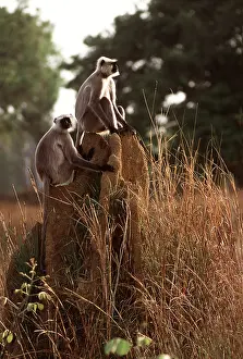 Outs: Common / Grey LANGUR MONKEYS - x two, on termite mound