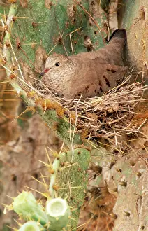 Columbina: Common Ground Dove
