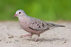 Columbina: Common Ground Dove