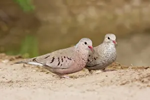 Columbina: Common Ground Dove