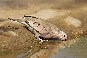 Columbina: Common Ground Dove