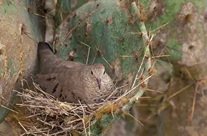Columbina: Common Ground Dove - On nest in prickly pear cactus