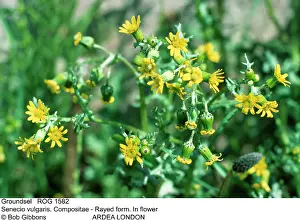 Rayed: Common Groundsel - Compositae, rayed form