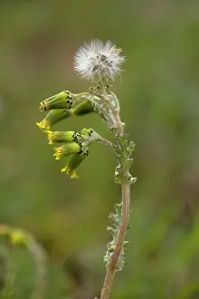 Senecio: Common groundsel, in flower and fruit