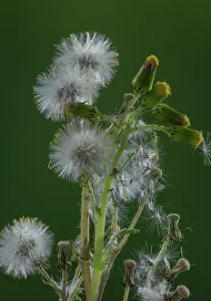 Annuals: Common Groundsel, Senecio vulgaris, in flower and
