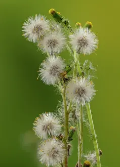 Stacked: Common Groundsel, Senecio vulgaris, in flower and