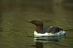 Aalge: Common Guillemot