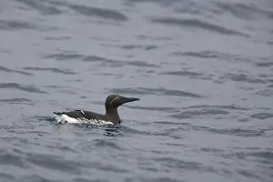 Bridled: Common Guillemot - bridled form at sea in winter