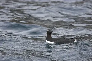 Bridled: Common Guillemot - bridled form at sea in winter