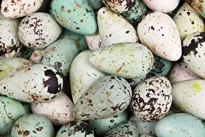 Supermarket: Common Guillemot - eggs on sale in supermarket