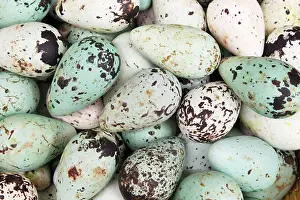 Supermarket: Common Guillemot - eggs on sale in supermarket