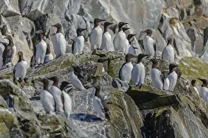 Hornoya: Common guillemot - a group of adult guillemots standing
