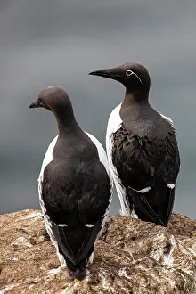 Finnmark: Common Guillemot (Uria aalge), breeding pair, Horneya