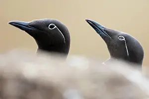 Finnmark: Common Guillemot (Uria aalge), breeding pair, Horneya