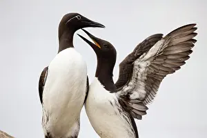 Finnmark: Common Guillemot (Uria aalge), breeding pair in