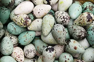Sale: Common Guillemot (Uria aalge) eggs, for sale in