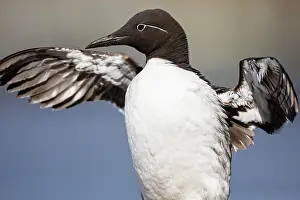 Finnmark: Common Guillemot (Uria aalge), Horneya Island, Varde