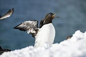Finnmark: Common guillemot (Uria aalge) with outstretched