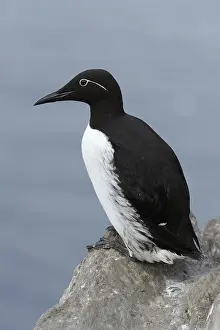 Alcidae: Common Guillemot (Uria aalge) resting on rock o
