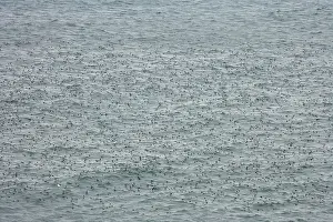 Aalge: Common Guillemots on Sea