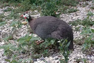 Meleagris: Common Guinea Fowl