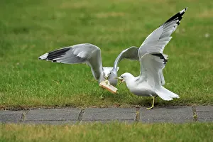 Bread: Common Gull - 2 birds squabbling over bread