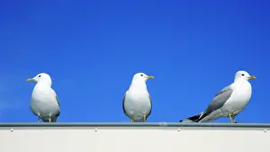 Canus: Common Gull - 3 birds on house roof