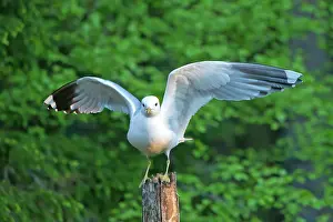 Outstretched: Common Gull