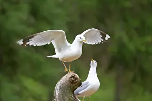 Outstretched: Common Gull
