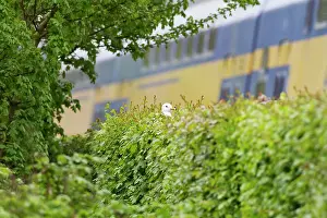 Canus: Common Gull